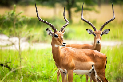 Privatreise Uganda, Impalas am Lake Mburo, Uganda