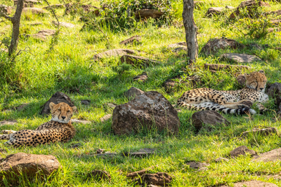 Geparden, Mara Naibosho Conservancy, Kenia Rundreise