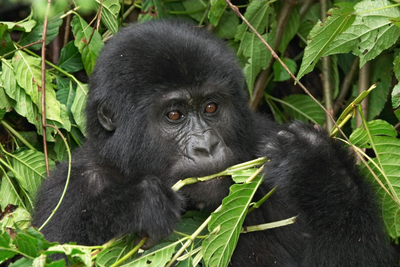 Privatreise Uganda, Gorillas hautnah, Uganda