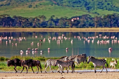 Flamingos und Zebras, Ngorongoro Krater, Tansania Honeymoon