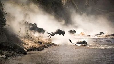 Flussüberquerung, Great Migration, Masai Mara Naturreservat, Kenia
