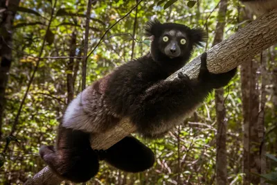Indri, Tiewelt Madagaskars