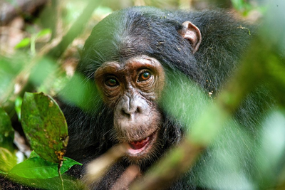 Privatreise Uganda und Tansania, Schimpanse, Kibale Forest National Park, Im Herzen Ostafrikas