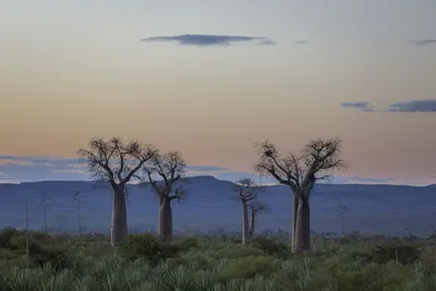 Baobab Bäume, Madagaskar