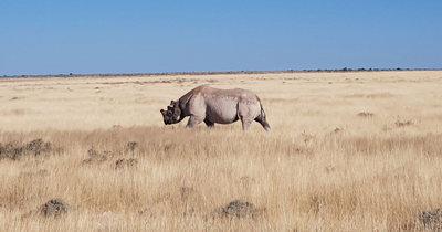 Nashorn im Etosha Nationalpark, Namibia Reisen