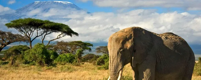 Safari Tansania, Elefant mit Kilimanjaro, Tansania