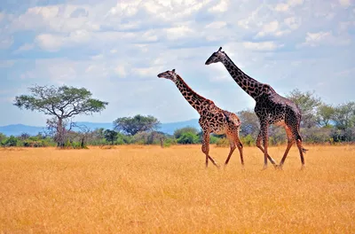 Giraffen, Nyerere Nationalpark, Tansania Rundreise