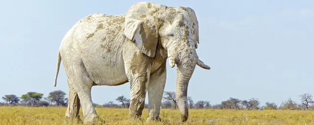 Privatreise Namibia, Elefant mit weißem Schlamm, Etosha National Park, Namibia