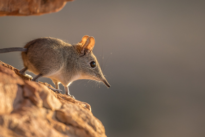 Little Five in Afrika: Elefantenspitzmaus