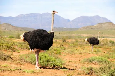 Privatreise Südafrika, Strauß, Oudtshoorn, Mietwagenreise Südafrika vom Feinsten