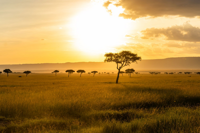 Kenia Reise, Masai Mara