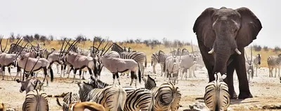 Tierbeobachtung im Etosha Nationalpark, Namibia Rundreise 