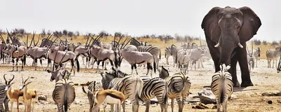Tierbeobachtung im Etosha Nationalpark, Namibia Rundreise 