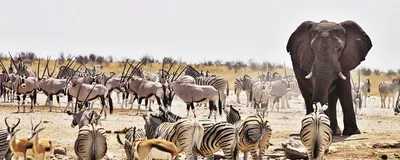 Tierbeobachtung im Etosha Nationalpark, Namibia Rundreise 