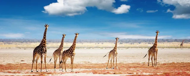 Giraffen im Etosha Nationalpark, Namibia Rundreise