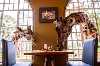 Giraffe Manor, Kenia, Unterkunft © Giraffe Manor
