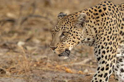 Big Five in Afrika: Leopard auf der Pirsch