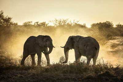 Elefanten, Chobe Nationalpark, Botswana und Südafrika Reise, Sonnenuntergang
