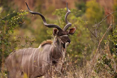 Kudu, Tansania