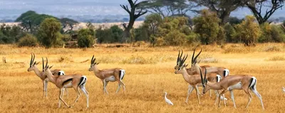 Gazellen im Amboseli Nationalpark, Kenia Reise
