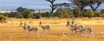 Gazellen im Amboseli Nationalpark, Kenia Reise