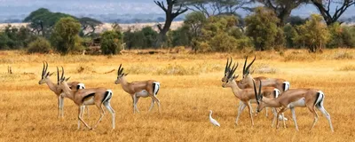 Gazellen im Amboseli Nationalpark, Kenia Reise