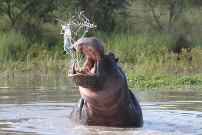 Flusspferd, Serengeti, Flugsafari Tansania und Kenia