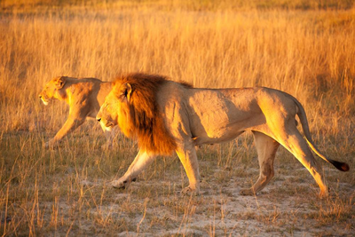 Löwen im Moremi Nationalpark, Botswana und Südafrika Reise