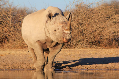 Mietwagen Reise Namibia, Safari, Nashorn