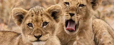 Babylöwen in Südafrika, Reise Südafrika, Safari