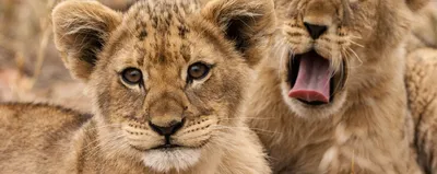 Babylöwen in Südafrika, Reise Südafrika, Safari
