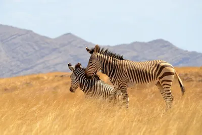 Berg Zebras in der Savanne, Namibia Reise