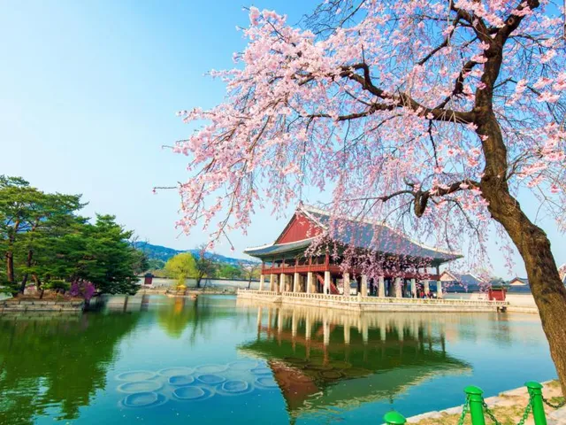 Kirschblüte, Südkorea Rundreise