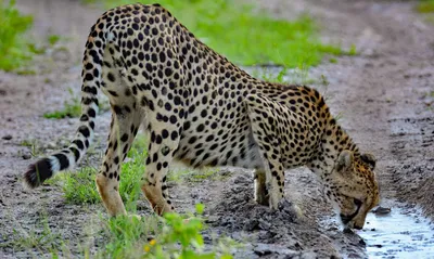 Gepard, Onguma Game Reserve, Namibia Reise