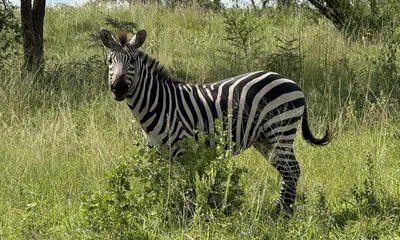 Zebra, Lake Mburo, Uganda
