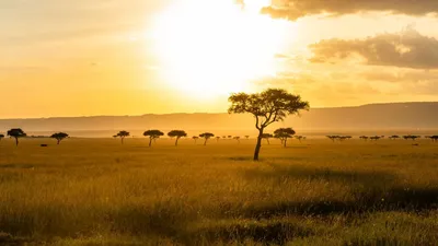 Savanne mit Schirmakazien, Landschaft, Masai Mara, Kenia Reise Rundreise