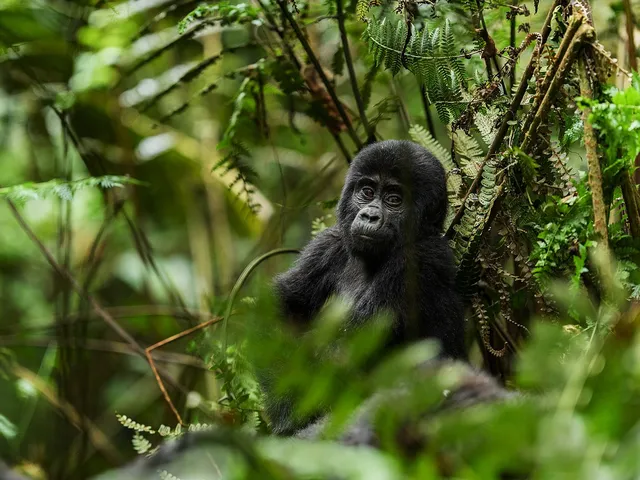 Uganda Reise, Gorilla-Baby, Forest National Park, Uganda Safari