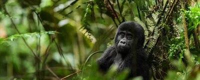Uganda Reise, Gorilla-Baby, Forest National Park, Uganda Safari