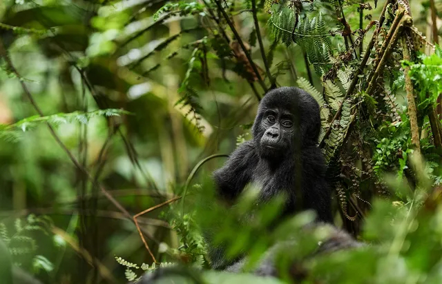 Uganda Reise, Gorilla-Baby, Forest National Park, Uganda Safari