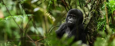 Uganda Reise, Gorilla-Baby, Forest National Park, Uganda Safari