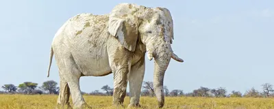 Rundreise Namibia, Elefant mit weißem Schlamm, Etosha Nationalpark, Namibia