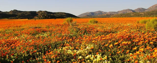Südafrika Rundreise, Namaqualand, Blumenmeer