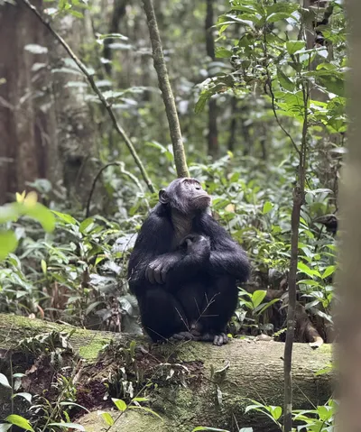 Kibale Forest, Schimpanse, Uganda