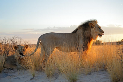 Löwe in der Kalahari Wüste in Botswana, Reise Botswana 