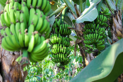Kulinarik, Reise Uganda, Kochbananen, Matoke 