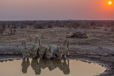 Privatreise Südafrika, Madikwe Private Game Reservat, Afrikas Tierwelt vereint mit nostalgischem Luxus, Südafrika