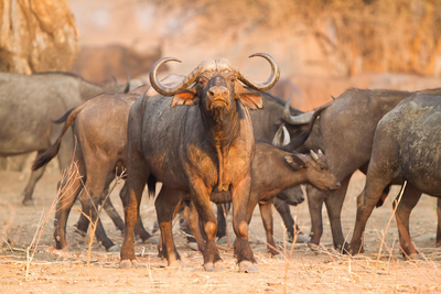 Büffel, Lake Manyara Nationalprak, Flugsafari Tansania und Kenia