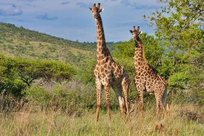 Privatreise Südafrika, Krüger Nationalpark, Giraffen, Unterwegs auf den schönsten Routen Südafrikas, Südafrika