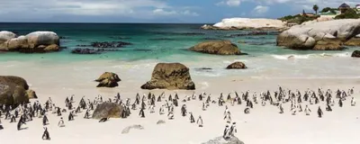 Pinguine am Boulders Brach, Südafrika Reise, Kap der Guten Hoffnung