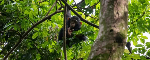 Uganda, Schimpansen